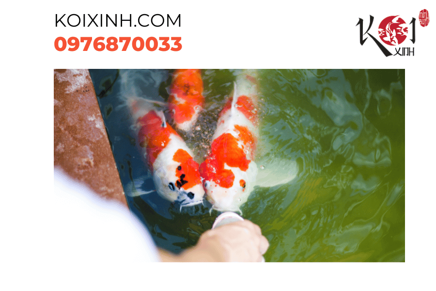 Một sự thư thái trong vẻ đẹp tuyệt diệu của cá Koi. Một sự thư thái trong vẻ đẹp tuyệt diệu của cá Koi.