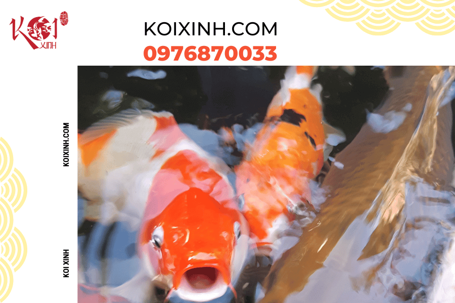 Những thông tin cơ bản bạn nên biết về hệ thống lọc hồ cá Koi