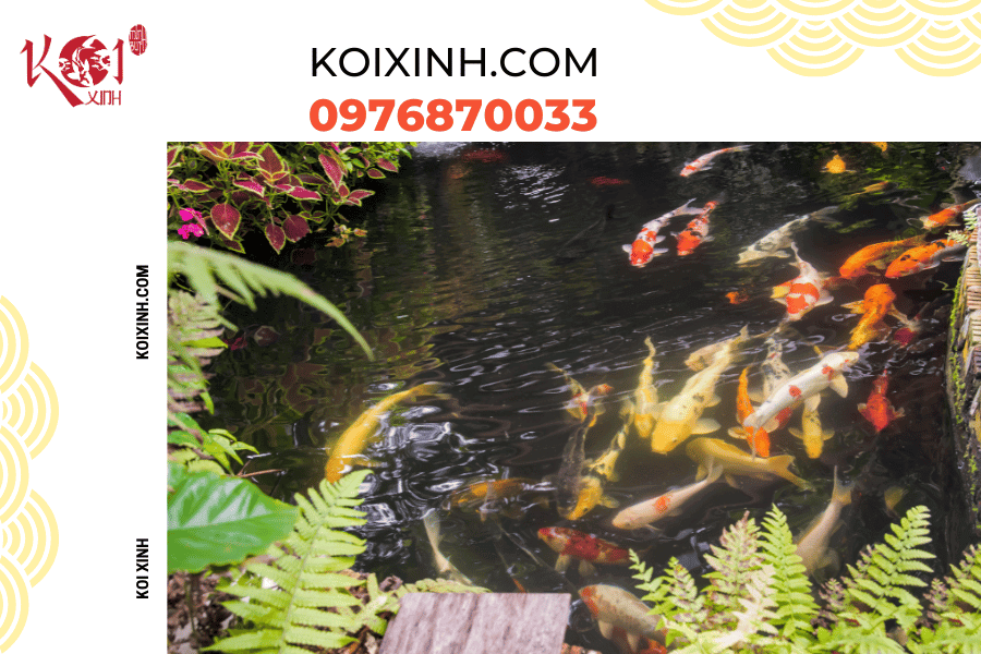 Những thông tin cơ bản bạn nên biết về hệ thống lọc hồ cá Koi