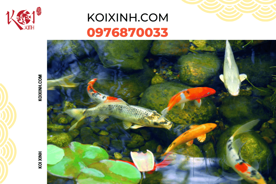Những thông tin cơ bản bạn nên biết về hệ thống lọc hồ cá Koi