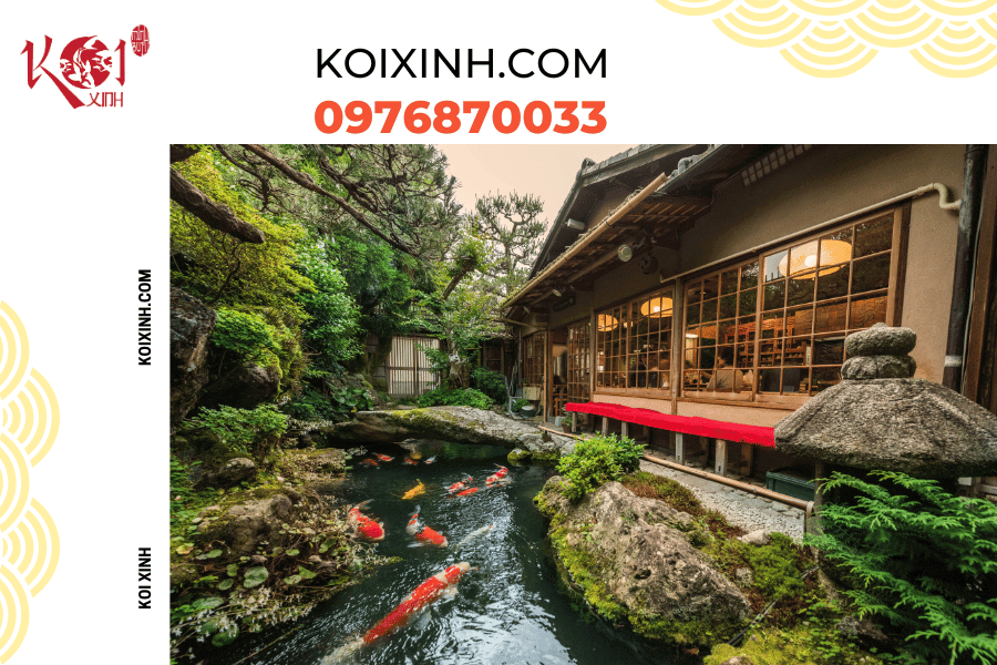 Những thông tin cơ bản bạn nên biết về hệ thống lọc hồ cá Koi