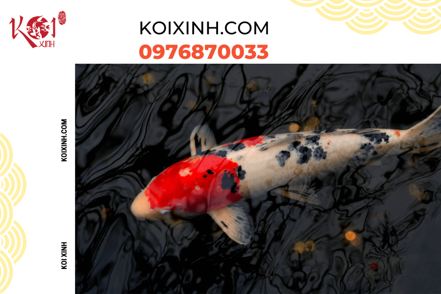 Những thông tin cơ bản bạn nên biết về hệ thống lọc hồ cá Koi