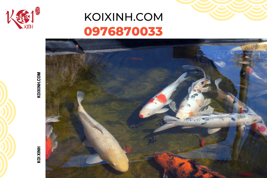 Những thông tin cơ bản bạn nên biết về hệ thống lọc hồ cá Koi