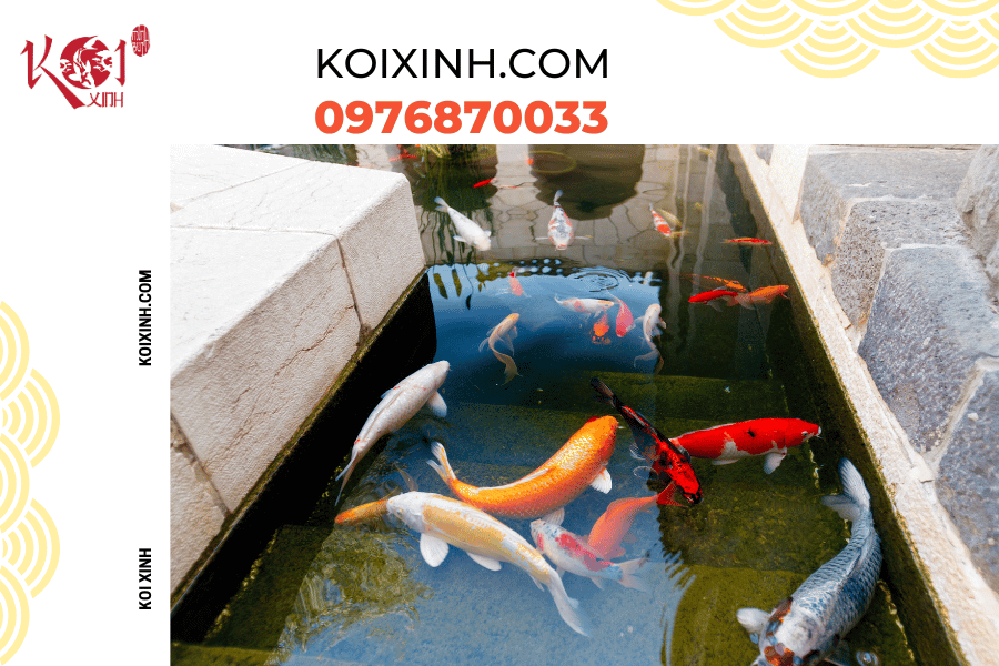Những thông tin cơ bản bạn nên biết về hệ thống lọc hồ cá Koi