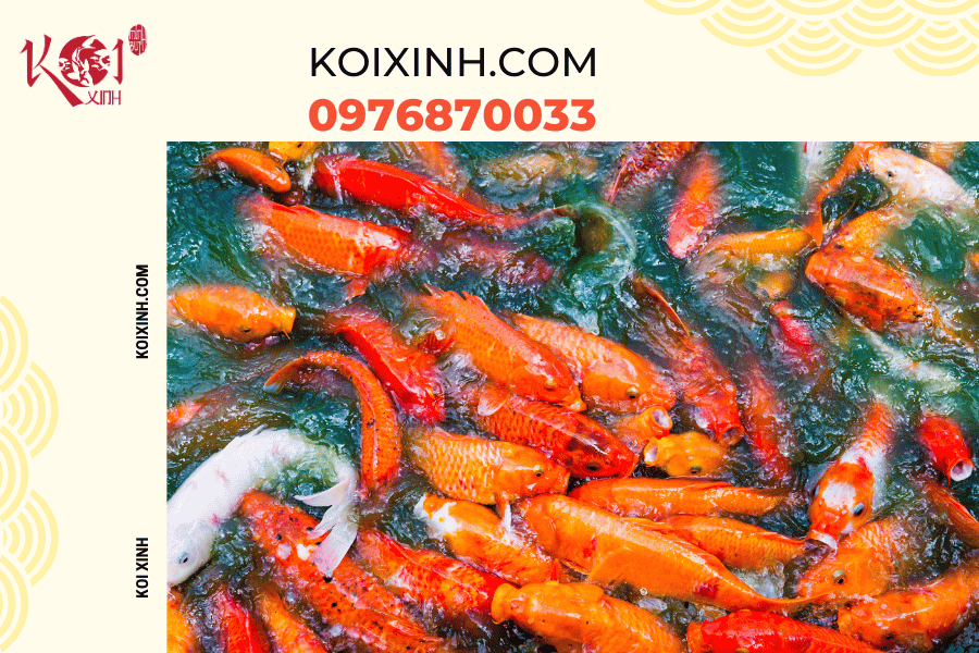Những thông tin cơ bản bạn nên biết về hệ thống lọc hồ cá Koi