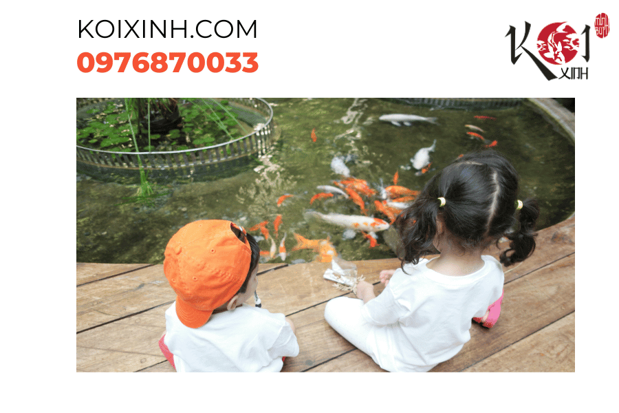 Vẻ đẹp đương đại: Hồ cá Koi mang đến một không gian thư giãn tuyệt vời Vẻ đẹp đương đại: Hồ cá Koi mang đến một không gian thư giãn tuyệt vời