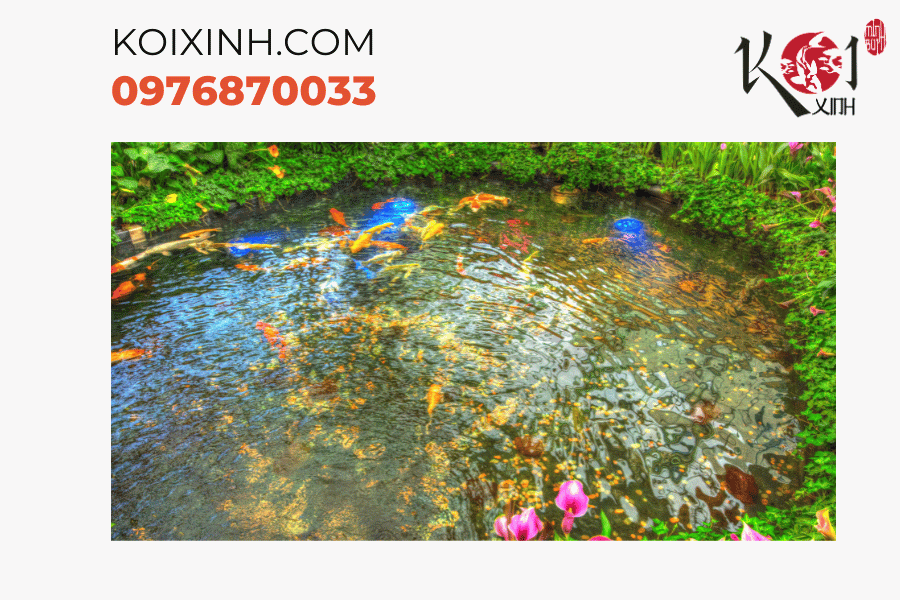 Phối cảnh hoàn hảo: Sự kết hợp giữa cảnh quan hiện đại và cá Koi tạo ra một khung cảnh đẹp mắt. Phối cảnh hoàn hảo: Sự kết hợp giữa cảnh quan hiện đại và cá Koi tạo ra một khung cảnh đẹp mắt.