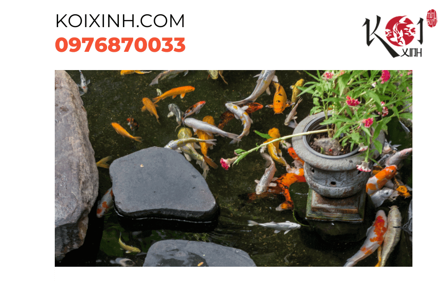Tạo dấu ấn cá nhân: Thiết kế hồ cá Koi hiện đại phản ánh cá tính và phong cách riêng của bạn Tạo dấu ấn cá nhân: Thiết kế hồ cá Koi hiện đại phản ánh cá tính và phong cách riêng của bạn