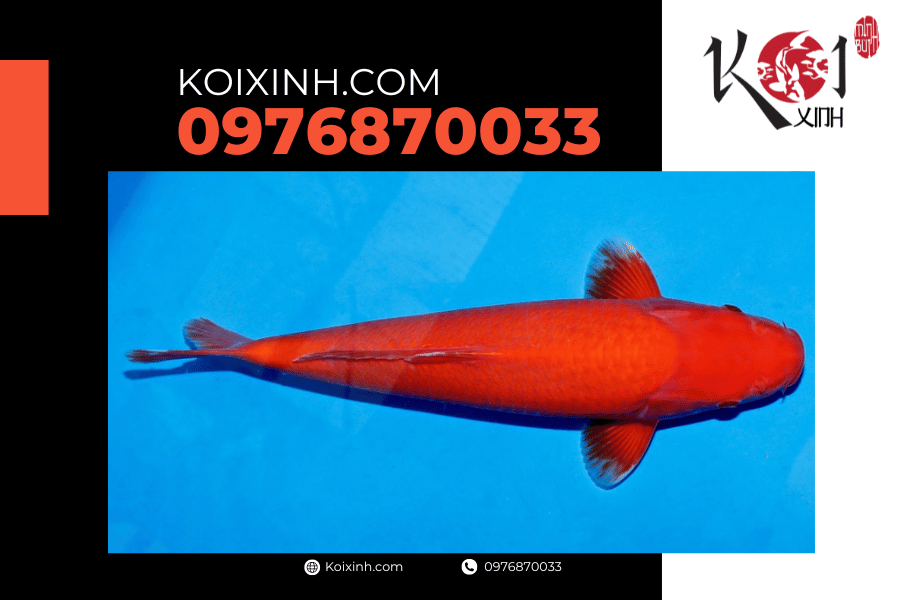 koixinh.com -Cá Koi Benigoi (Tmud pond) Dòng cá vô cùng độc đáo 