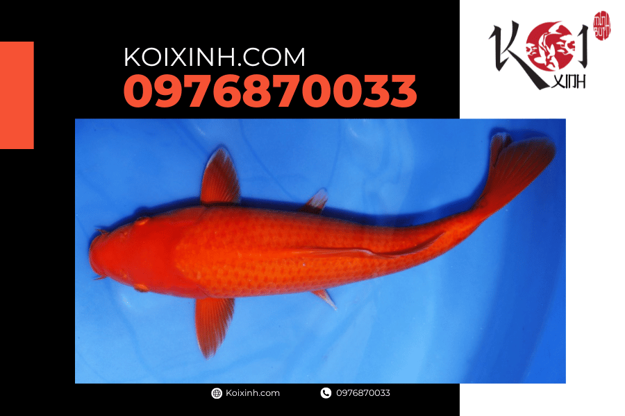 Cá Koi Benigoi (Tmud pond): Dòng cá vô cùng độc đáo koixinh.com -Cá Koi Benigoi (Tmud pond) Dòng cá vô cùng độc đáo