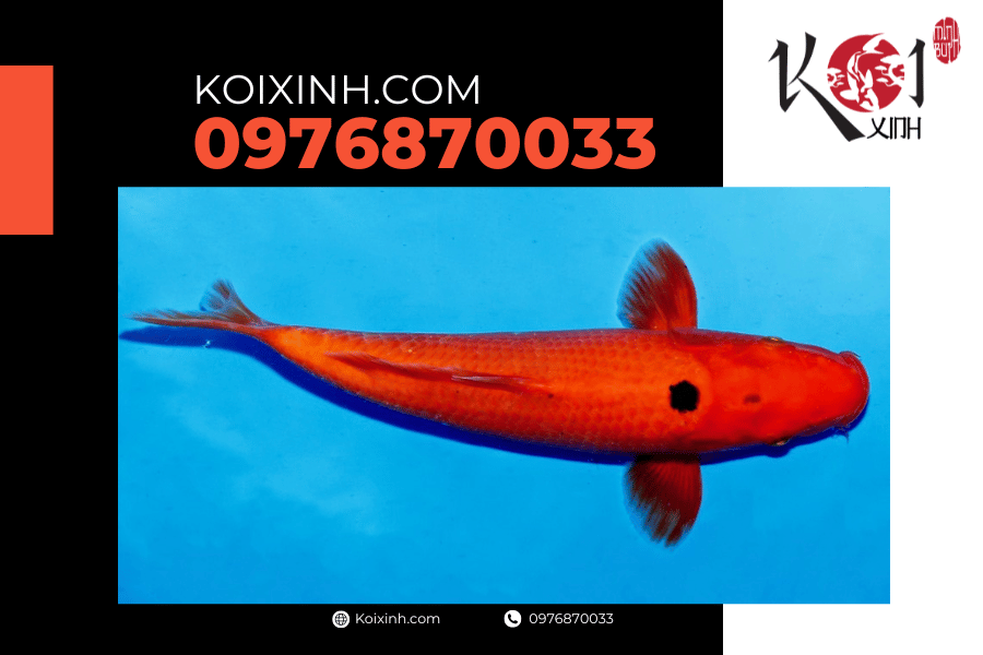 Cá Koi Benigoi (Tmud pond): Dòng cá vô cùng độc đáo koixinh.com -Cá Koi Benigoi (Tmud pond) Dòng cá vô cùng độc đáo