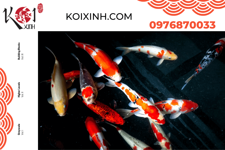koixinh.com - Cách chọn cá Koi Nhật đẹp, đạt tiêu chuẩn