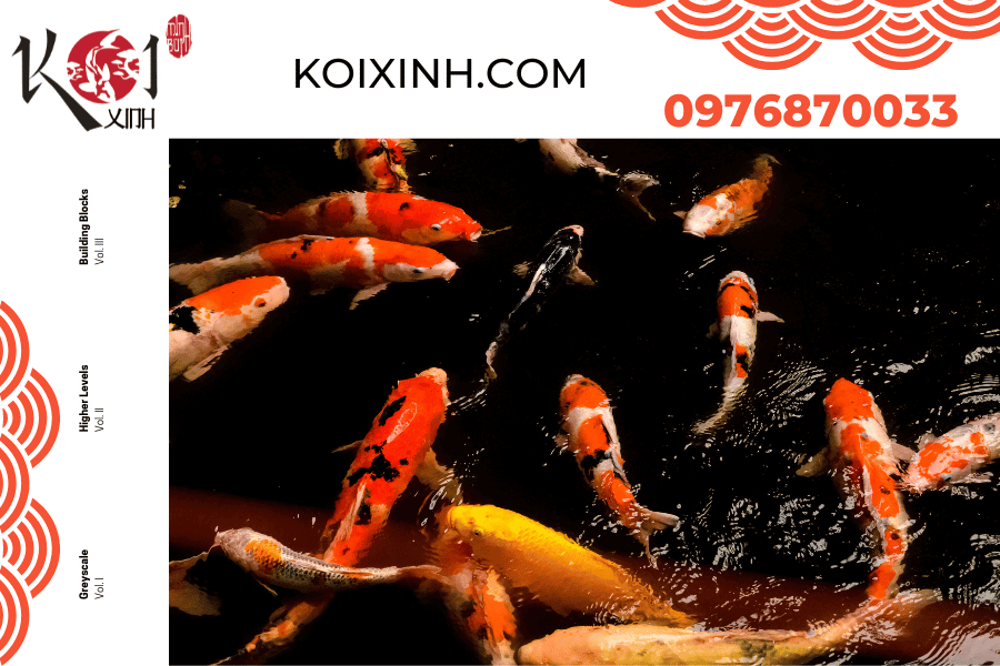 koixinh.com - Cách chọn cá Koi Nhật đẹp, đạt tiêu chuẩn