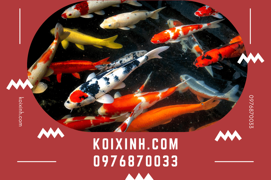 koixinh.com - Các thuật ngữ về cá Koi