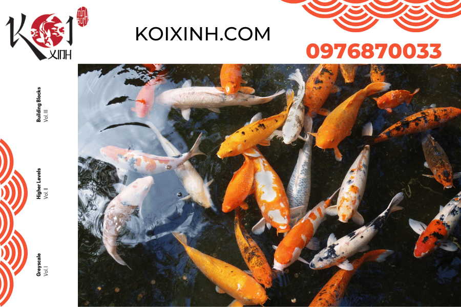 koixinh.com - Hướng dẫn vệ sinh hồ cá Koi