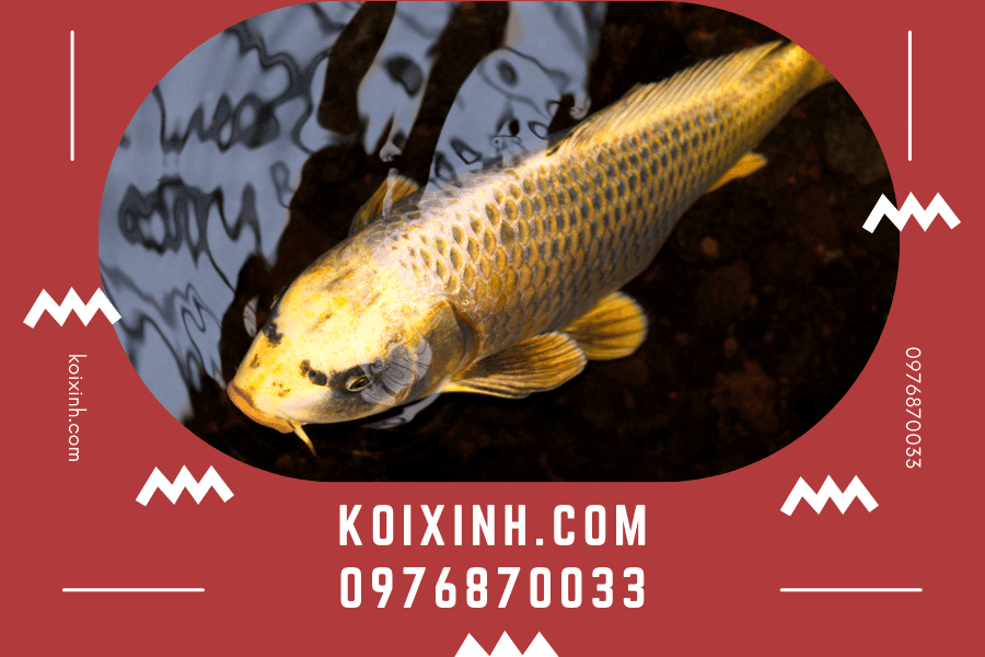 koixinh.com - Koi Ogon Giống Koi vô cùng độc đáo