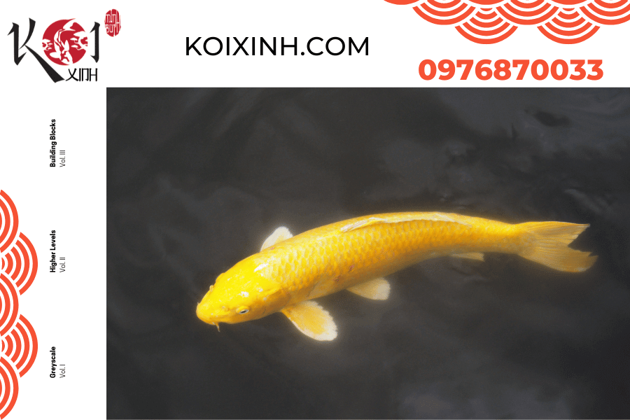 koixinh.com - Koi Ogon Giống Koi vô cùng độc đáo