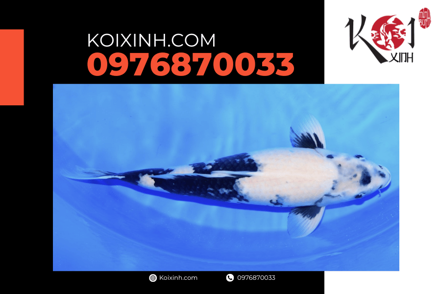 koixinh.com - Tất cả những điều bạn cần biết về cá Koi Shiro Utsuri 