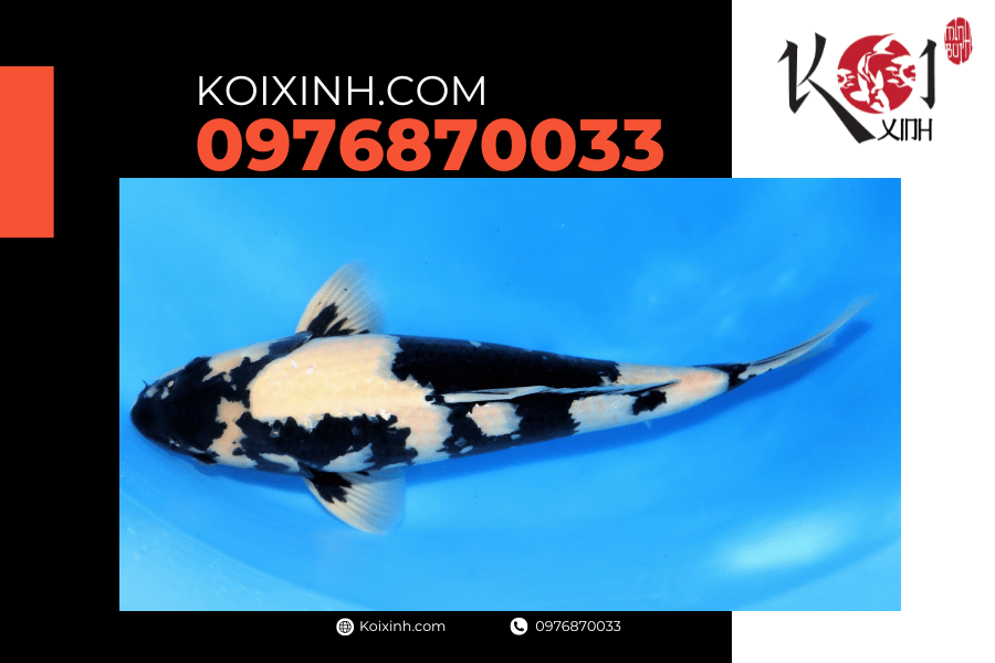 koixinh.com - Tất cả những điều bạn cần biết về cá Koi Shiro Utsuri 
