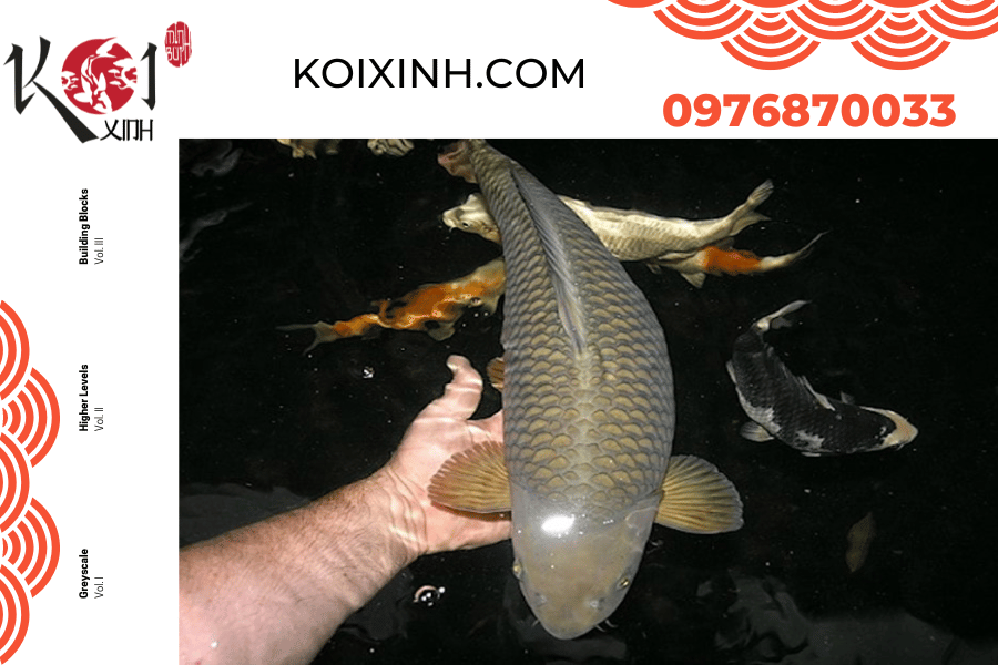 Tất cả những điều bạn nên biết về cá Koi Chagoi