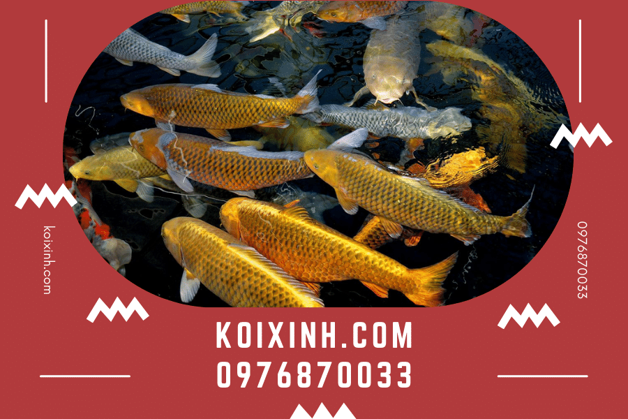 Tất cả những điều bạn nên biết về cá Koi Chagoi