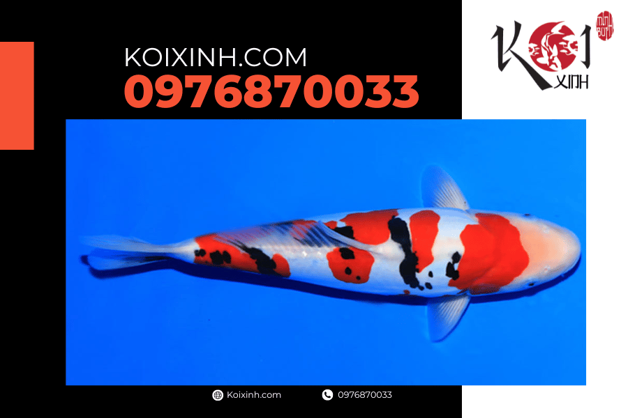 koixinh.com - Tất cả những điều bạn nên biết về cá Koi Chagoi 