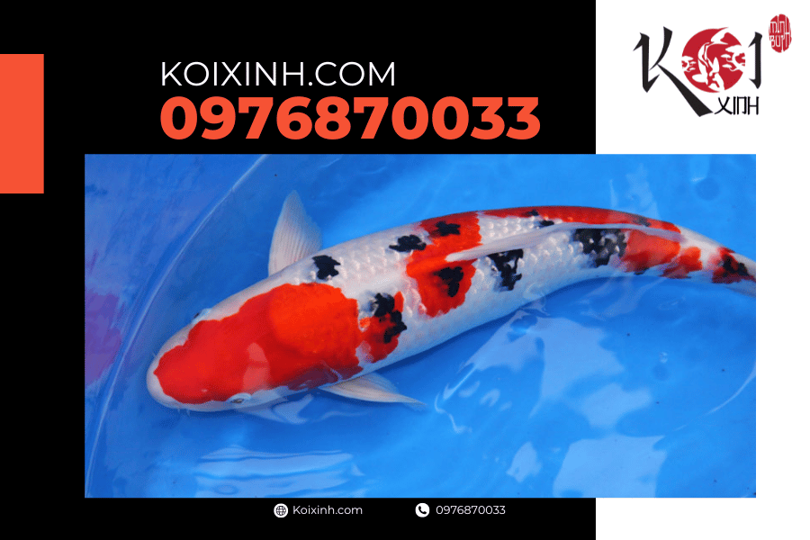 koixinh.com - Tất cả những điều bạn nên biết về cá Koi Chagoi 