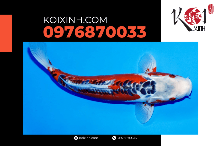 koixinh.com - Tất cả những điều bạn nên biết về cá Koi Shusui