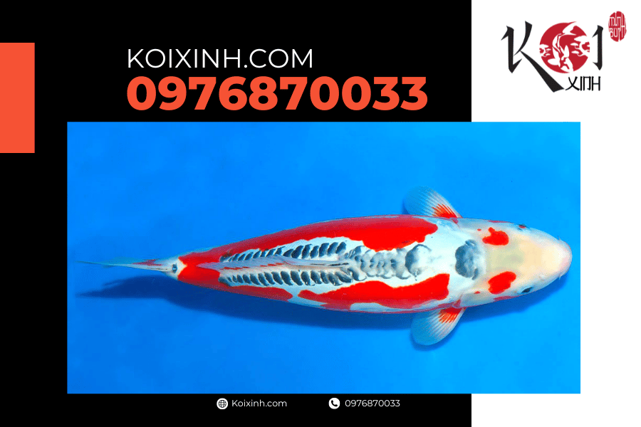 koixinh.com - Tất cả những điều bạn nên biết về cá Koi Shusui