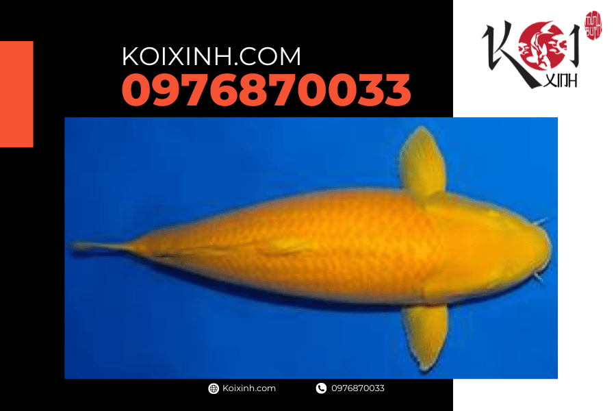 Tất cả những gì bạn nên biết về cá Koi Karashi Tất cả những gì bạn nên biết về cá Koi Karashi