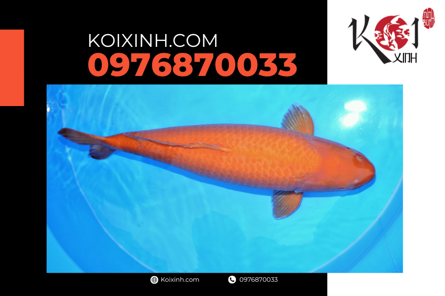 Tất cả những gì bạn nên biết về cá Koi Karashi Tất cả những gì bạn nên biết về cá Koi Karashi