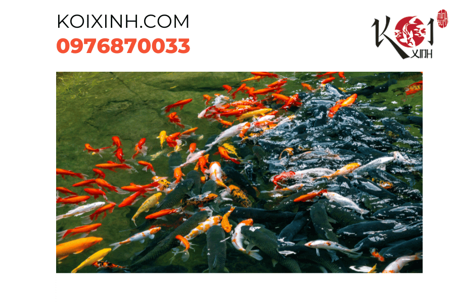 Mùa đông êm ấm, cá Koi nghỉ ngơi và chờ đón mùa xuân trở lại. Hãy bảo dưỡng hồ cá Koi để đảm bảo sức khỏe và sự an lành trong suốt mùa đông. Mùa đông êm ấm, cá Koi nghỉ ngơi và chờ đón mùa xuân trở lại. Hãy bảo dưỡng hồ cá Koi để đảm bảo sức khỏe và sự an lành trong suốt mùa đông.