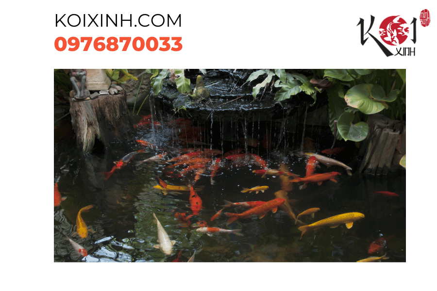 Mùa hè rực rỡ, bảo dưỡng hồ cá Koi để tạo nên một thiên đường màu sắc trong mỗi góc nhìn. Mùa hè rực rỡ, bảo dưỡng hồ cá Koi để tạo nên một thiên đường màu sắc trong mỗi góc nhìn.
