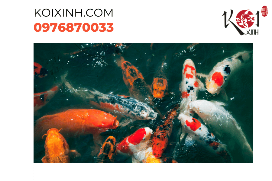 Bảo dưỡng hồ cá Koi qua các mùa trong năm là nghệ thuật, tạo nên không gian tự nhiên tuyệt đẹp và nuôi dưỡng sự sống đầy màu sắc. Bảo dưỡng hồ cá Koi qua các mùa trong năm là nghệ thuật, tạo nên không gian tự nhiên tuyệt đẹp và nuôi dưỡng sự sống đầy màu sắc.