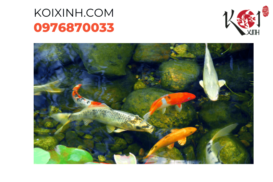 Qua mỗi mùa, ta chăm sóc hồ cá Koi như chăm sóc tâm hồn của chúng. Và kết quả là sự trưởng thành và vẻ đẹp đầy nghệ thuật của cá Koi. Qua mỗi mùa, ta chăm sóc hồ cá Koi như chăm sóc tâm hồn của chúng. Và kết quả là sự trưởng thành và vẻ đẹp đầy nghệ thuật của cá Koi.