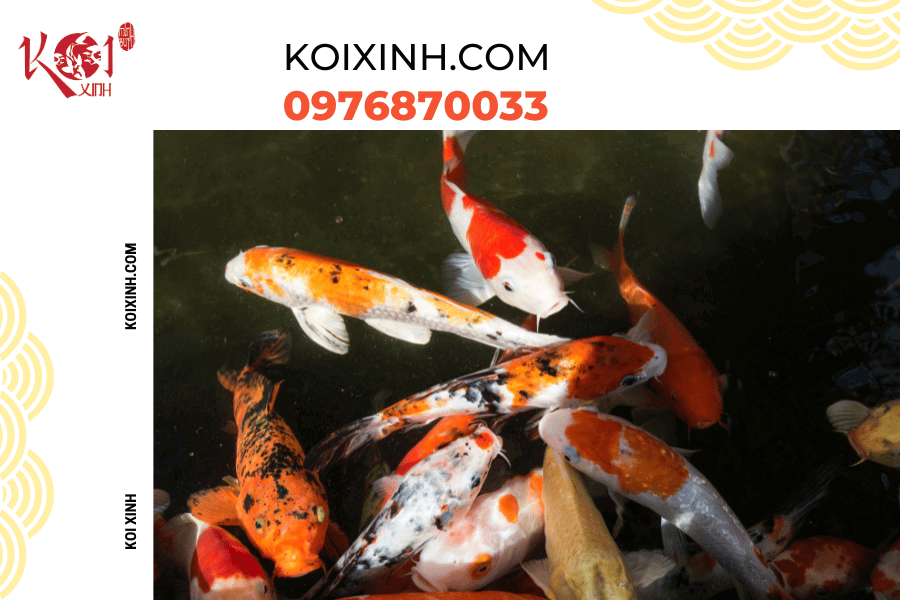 Bật mí 8 điều thú vị về cá Koi có thể bạn chưa biết