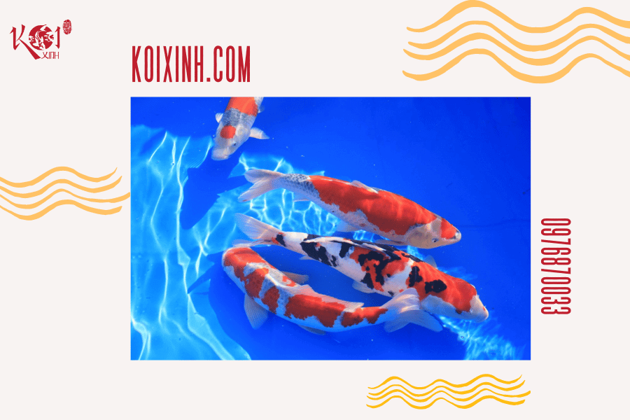 Ý nghĩa của cá Koi trong các nền văn hóa phương Đông Biểu tượng và ý nghĩa của cá Koi