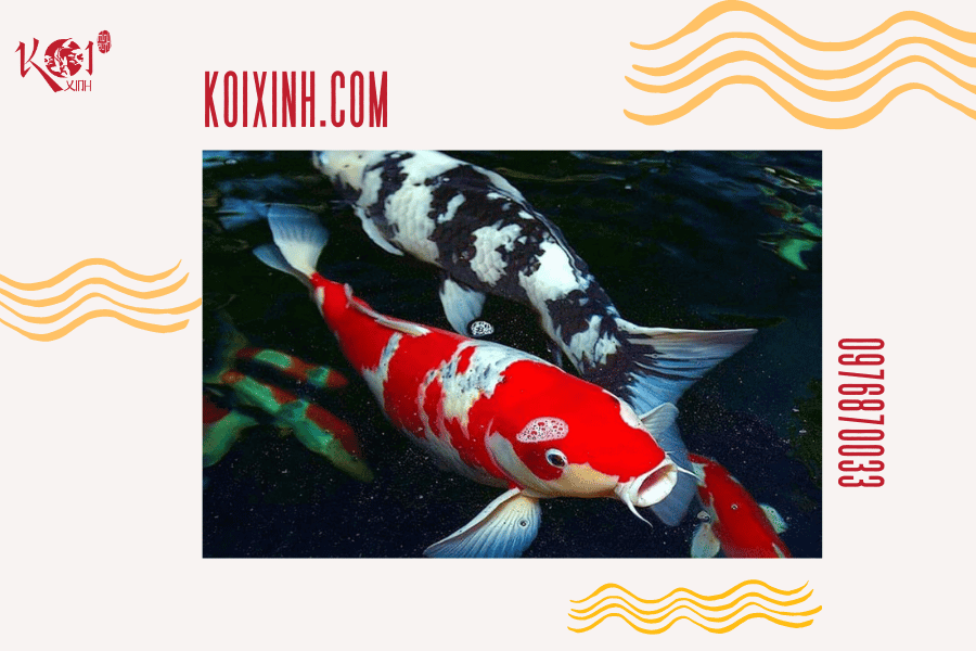 Ý nghĩa của cá Koi trong các nền văn hóa phương Đông Truyền thuyết cá Koi vượt sông Hoàng Hà, hóa rồng