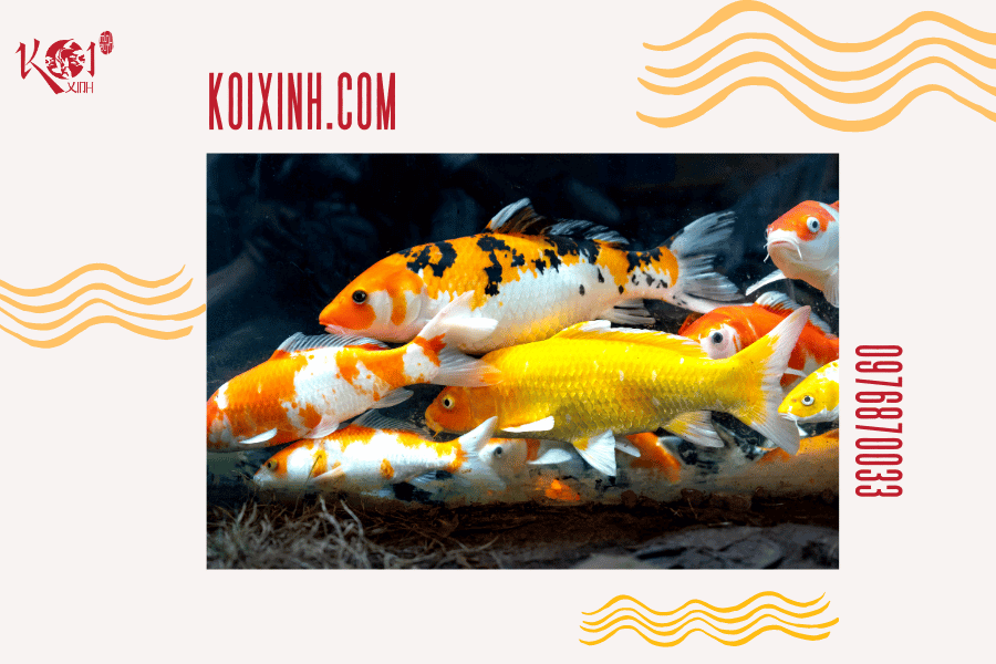 Ý nghĩa của cá Koi trong các nền văn hóa phương Đông Sự phổ biến của các giống cá Koi và ảnh hưởng đến nghệ thuật và thiết kế