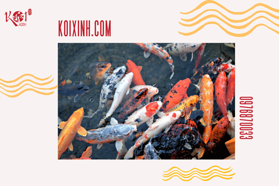 Ý nghĩa của cá Koi trong các nền văn hóa phương Đông Ý nghĩa của cá Koi trong phong thủy