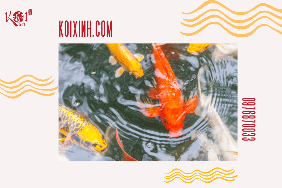 Ý nghĩa của cá Koi trong các nền văn hóa phương Đông Số lượng cá theo bản mệnh