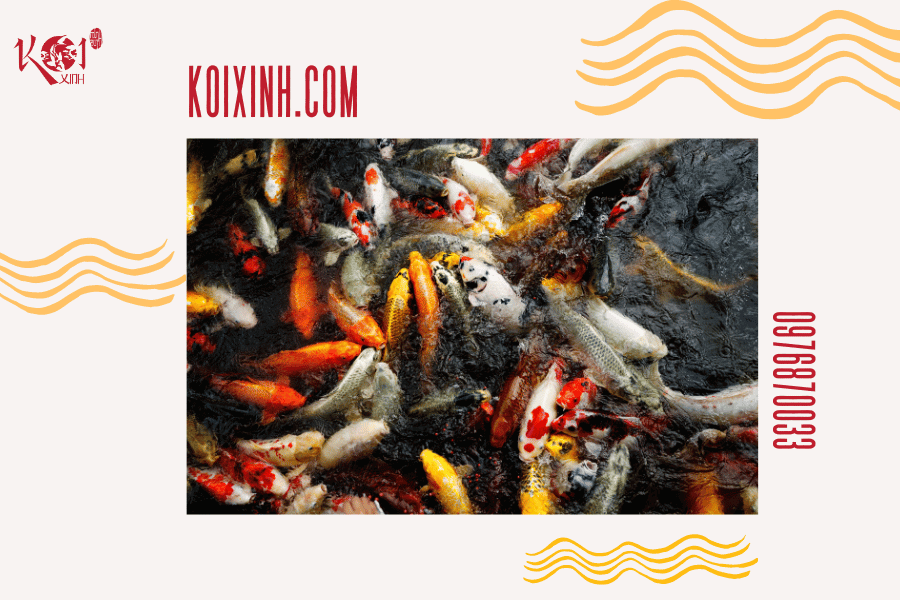 Ý nghĩa của cá Koi trong các nền văn hóa phương Đông Ý nghĩa về màu sắc ở cá Koi