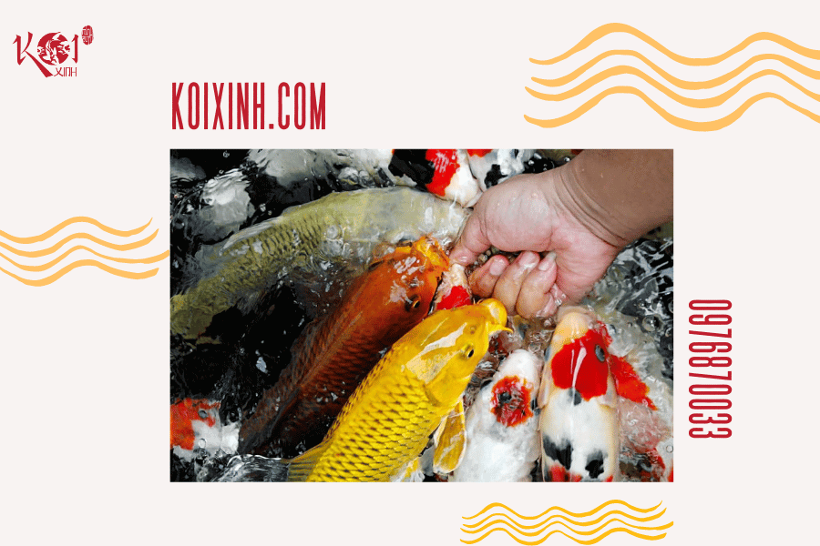 Ý nghĩa của cá Koi trong các nền văn hóa phương Đông