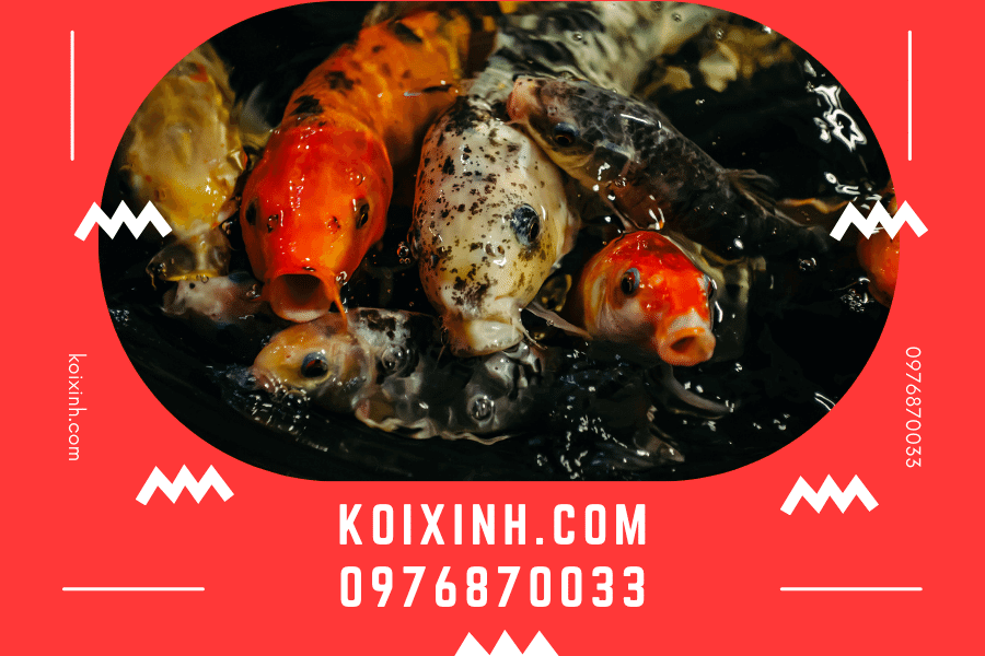 Cá Koi Bekko Sự kết hợp hoàn hảo của màu sắc (6)