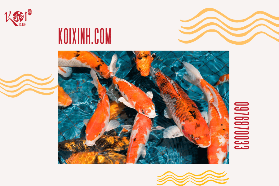 Cá Koi có hung dữ không? Loài cá có thể sống chung với cá Koi Cá Koi có thể sống chung với cá Vàng không?