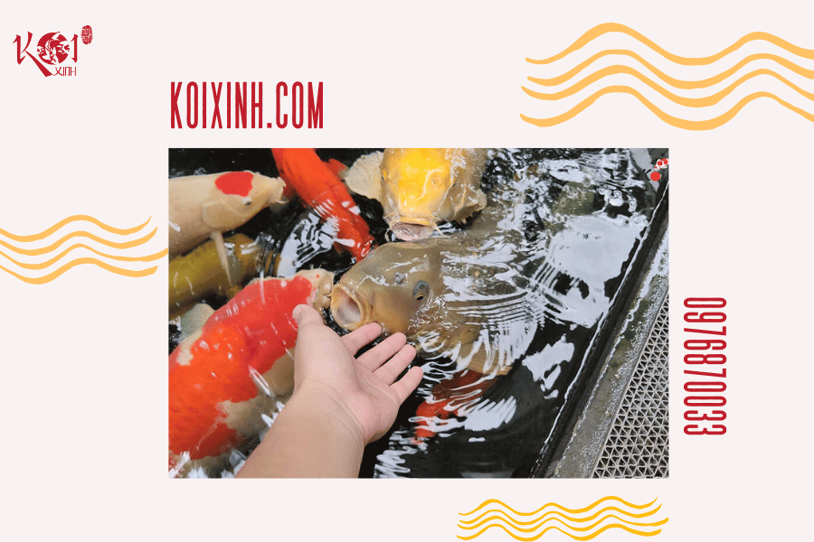 Cá Koi có hung dữ không? Loài cá có thể sống chung với cá Koi Cá Koi có hung dữ với con người không?