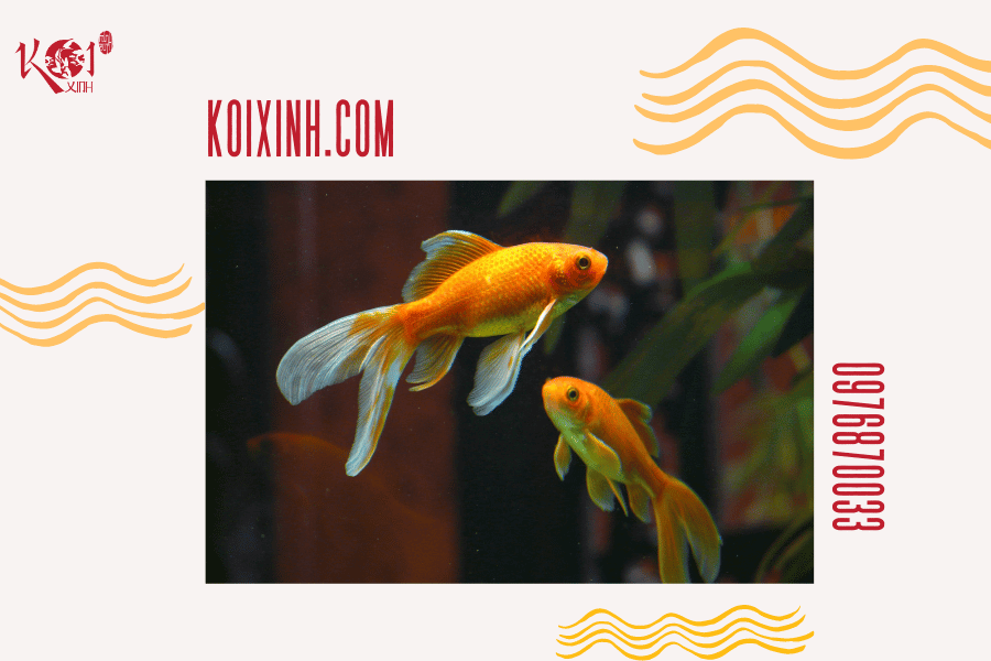 Cá Koi có hung dữ không? Loài cá có thể sống chung với cá Koi Cá vàng