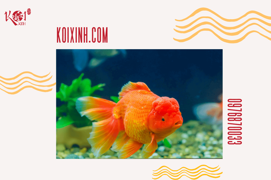 Cá Koi có hung dữ không? Loài cá có thể sống chung với cá Koi Cá vàng Orfe