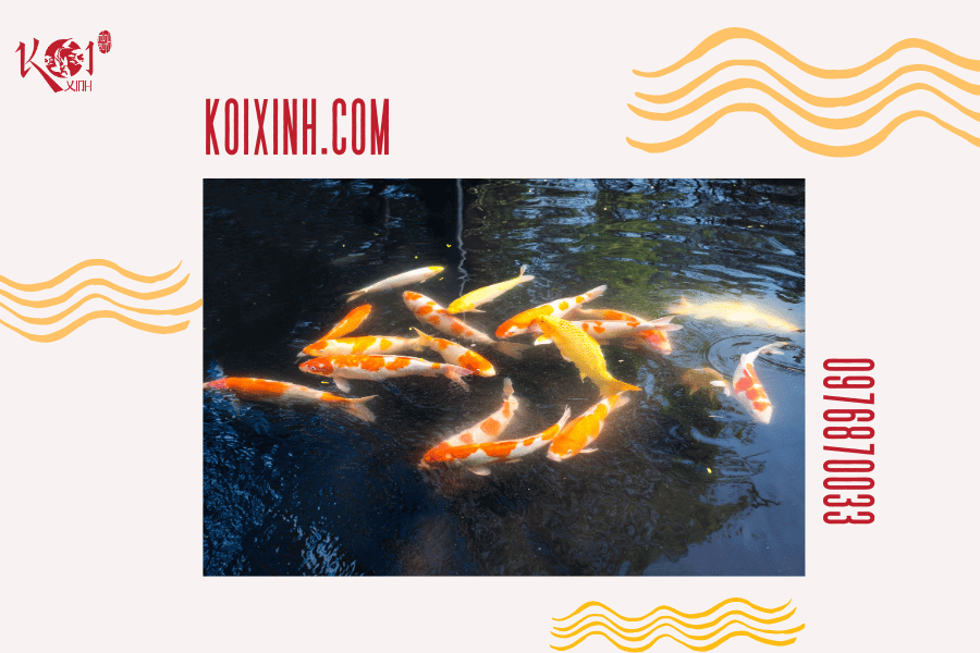 Cá Koi có hung dữ không? Loài cá có thể sống chung với cá Koi Tạo nơi trú ẩn bằng thực vật hoặc các vật liệu khác