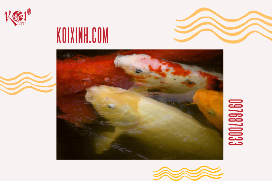 Cá Koi có hung dữ không? Loài cá có thể sống chung với cá Koi Cá Koi có hung dữ không?